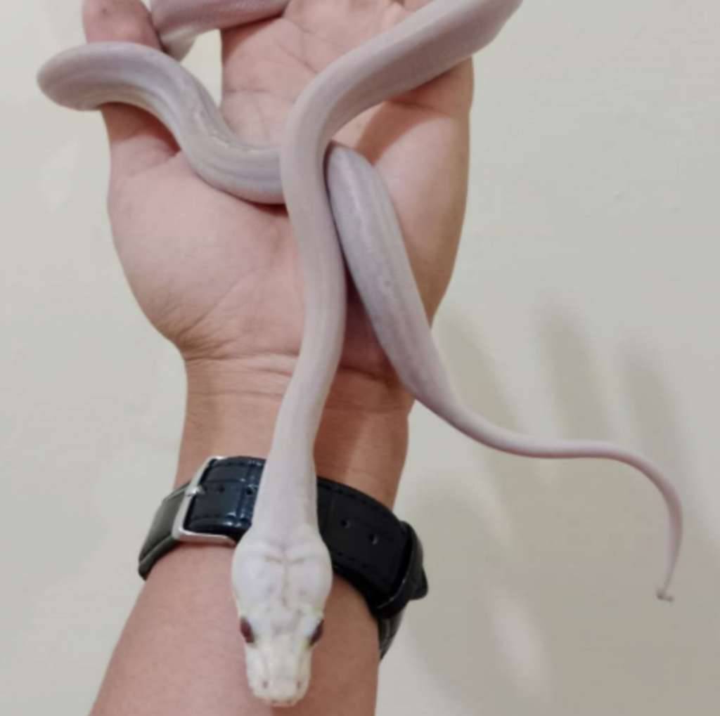 reticulatus-super-motley-albino-ON3QER7Q04