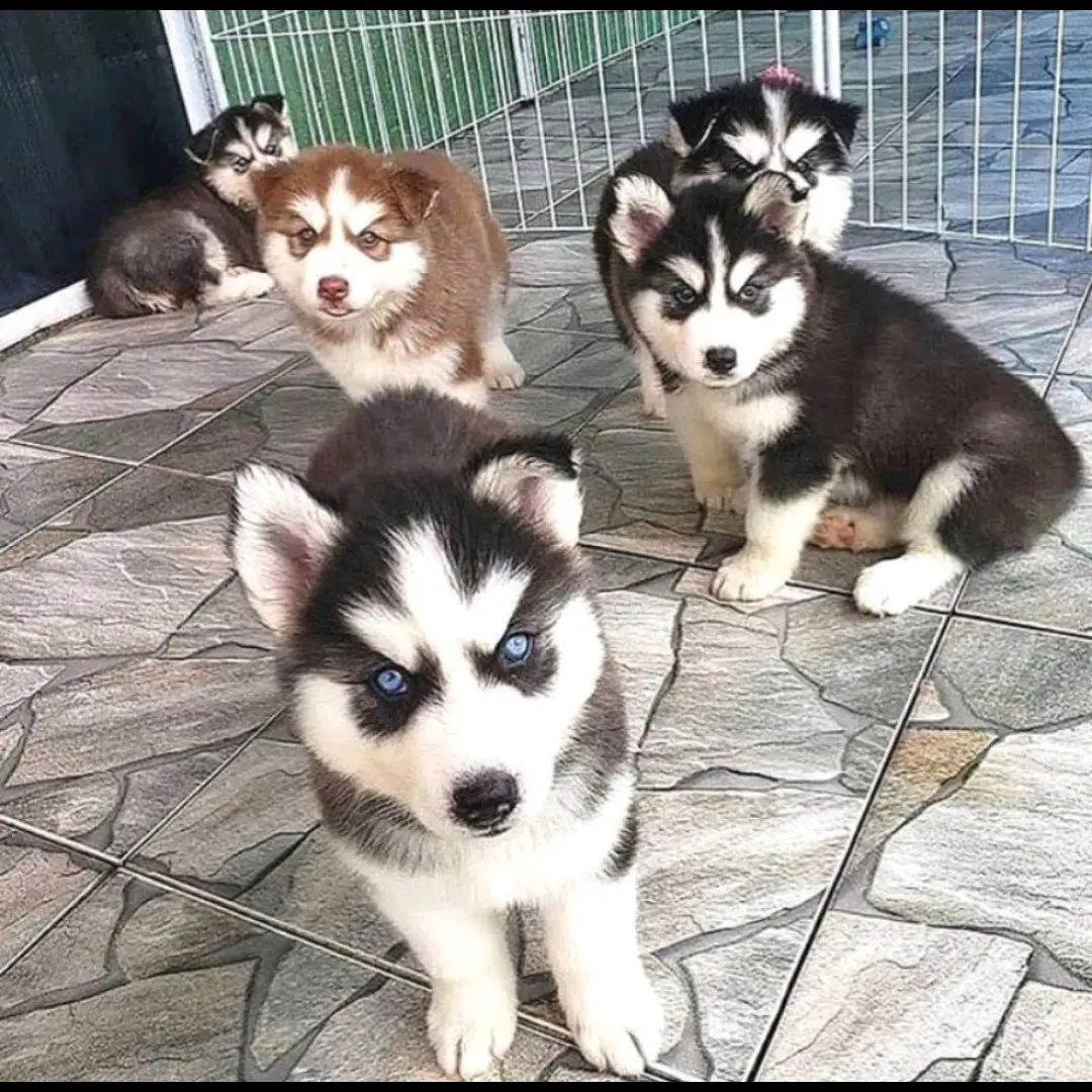 di-jual-anjing-siberian-husky-rp-450000-GJOOXSWKQ8