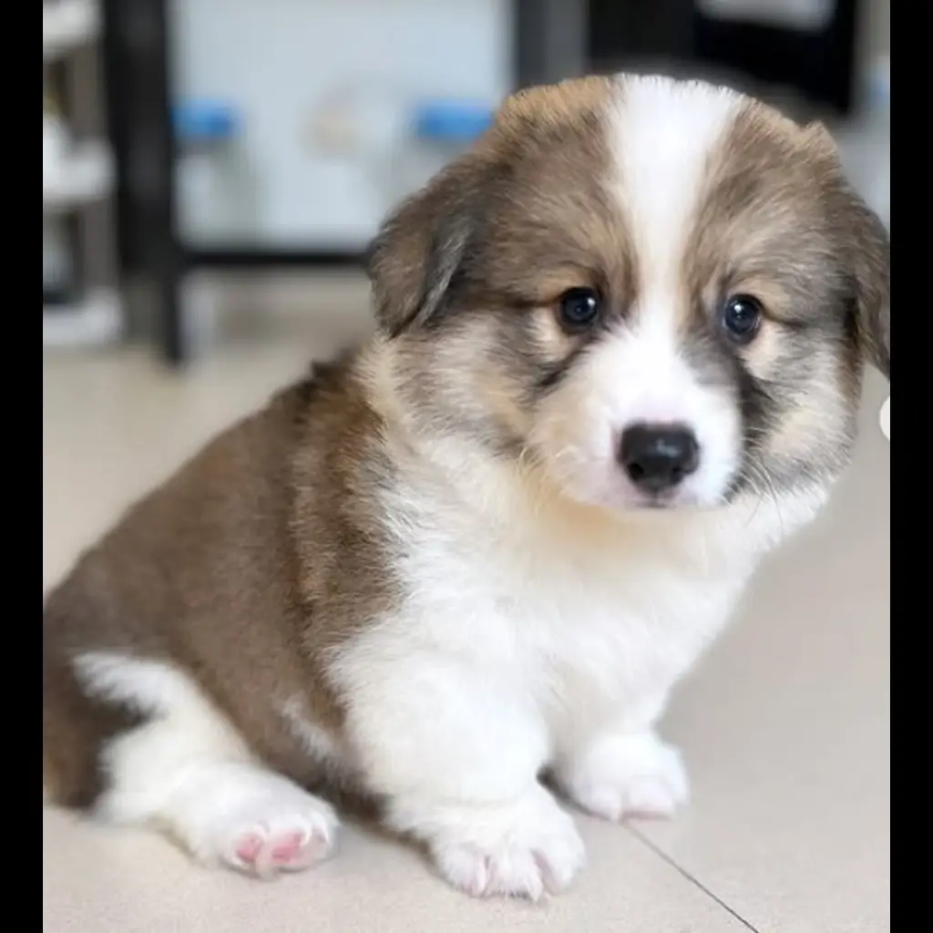 jual-corgi-puppies-benji-82KI8E1SPL