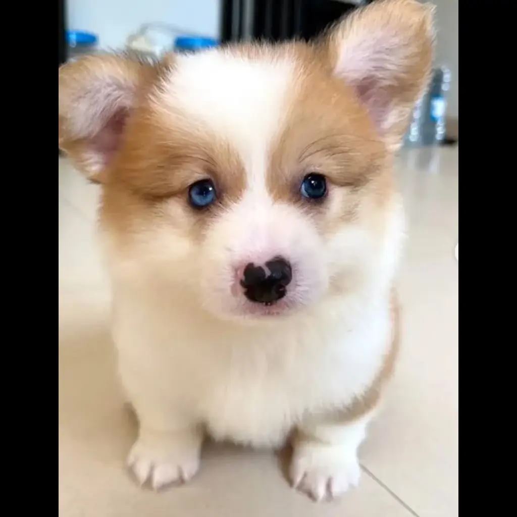 jual-corgi-puppies-bailey-CJ2ODTTM99