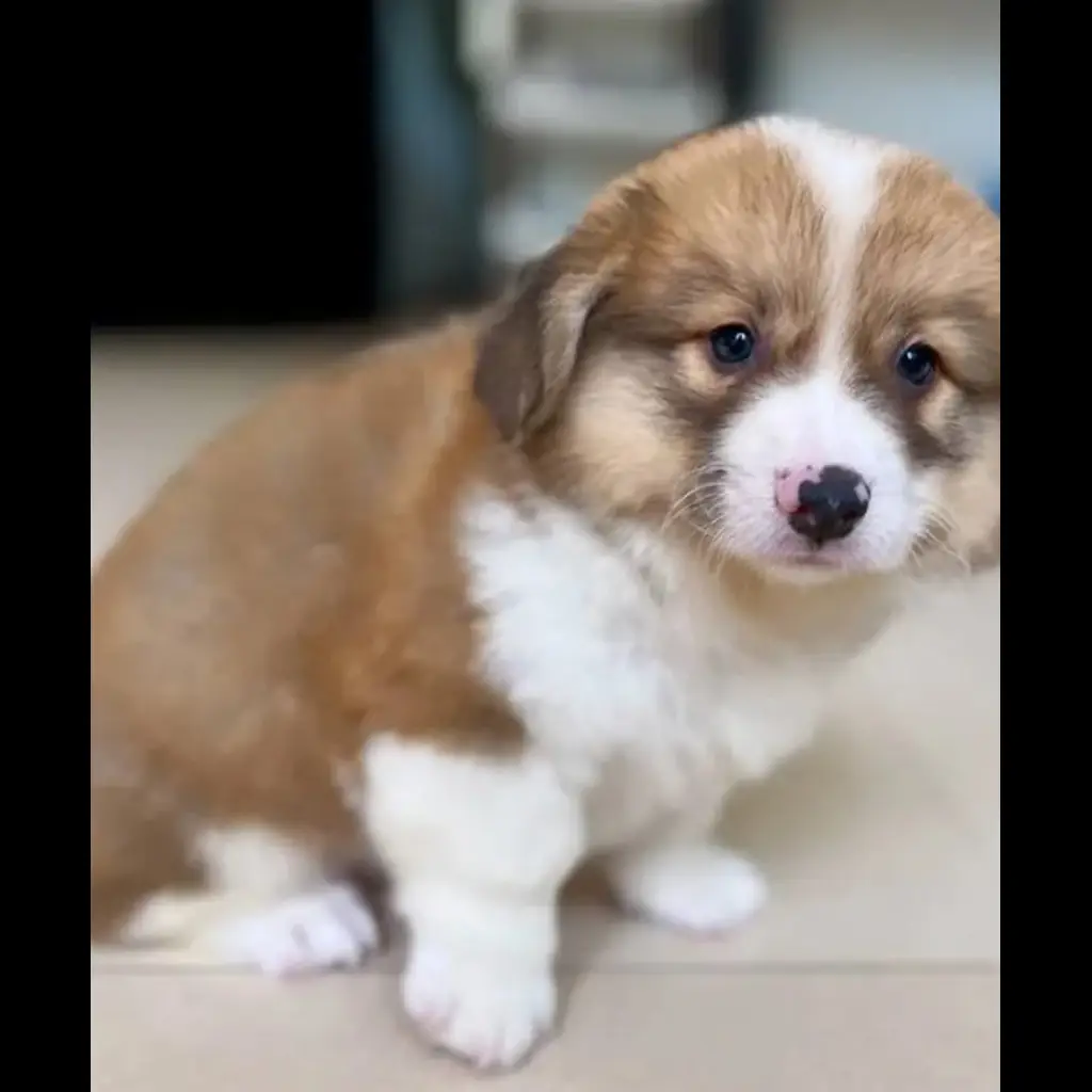 jual-corgi-puppies-bubba-9QU1PMTOPH