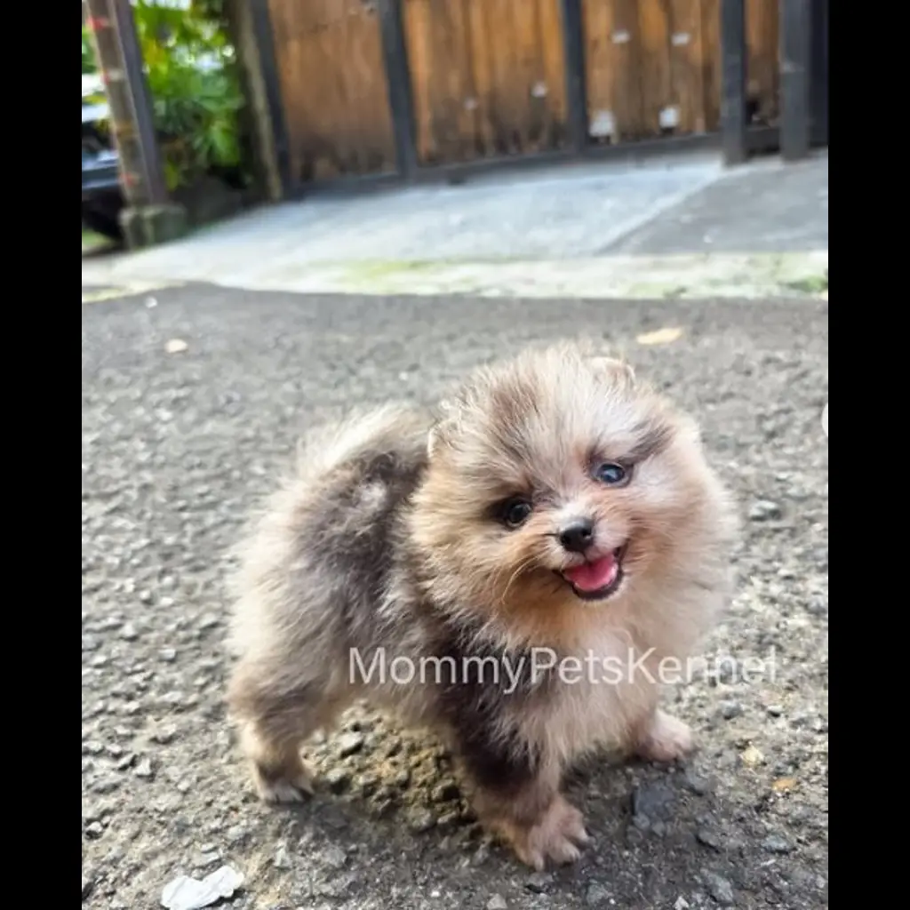 jual-pomeranian-blue-merle-GO50EP81RJ