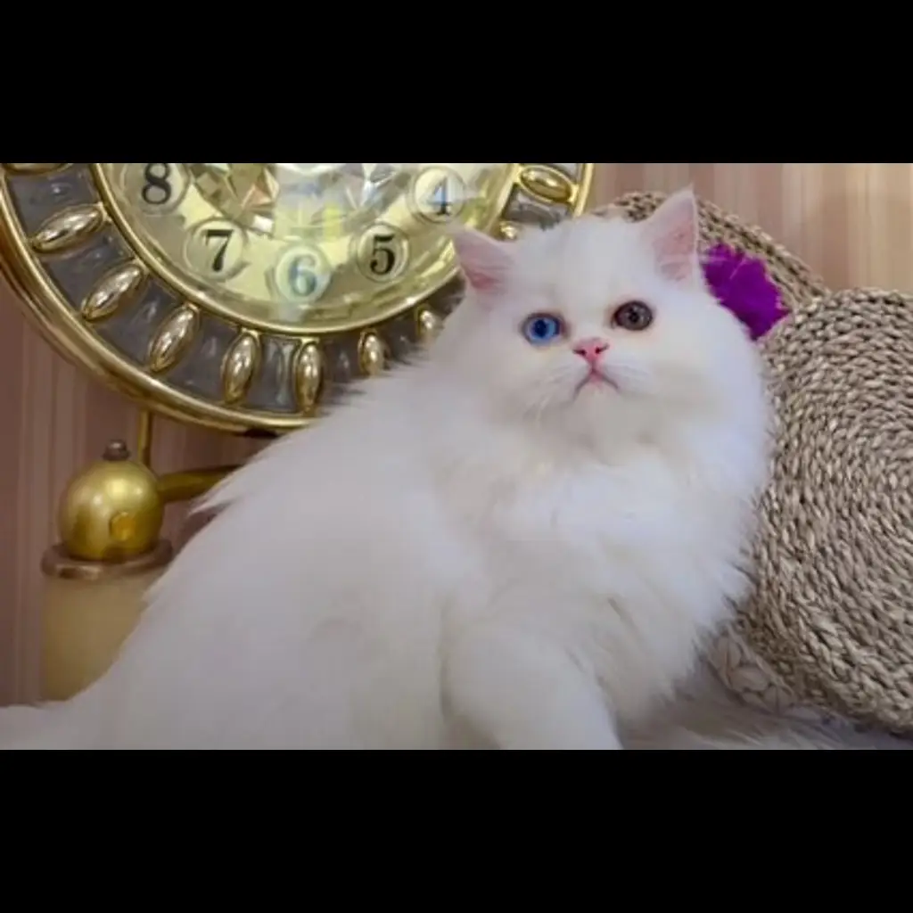 jual-flatnose-betina-3-bln-2RHOUP9RTK