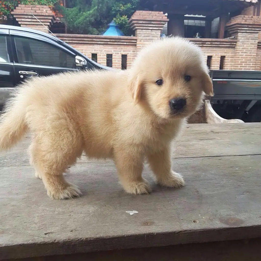 di-jual-anjing-golden-retriever-rp-450000-1PZ7Q3M6DV
