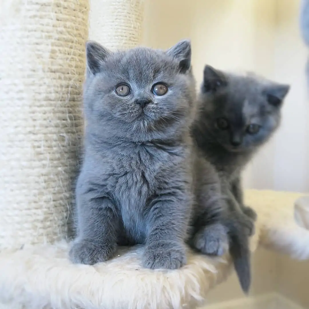 di-jual-kucing-british-shorthair-harga-rp-350000-YN7B2LR52D