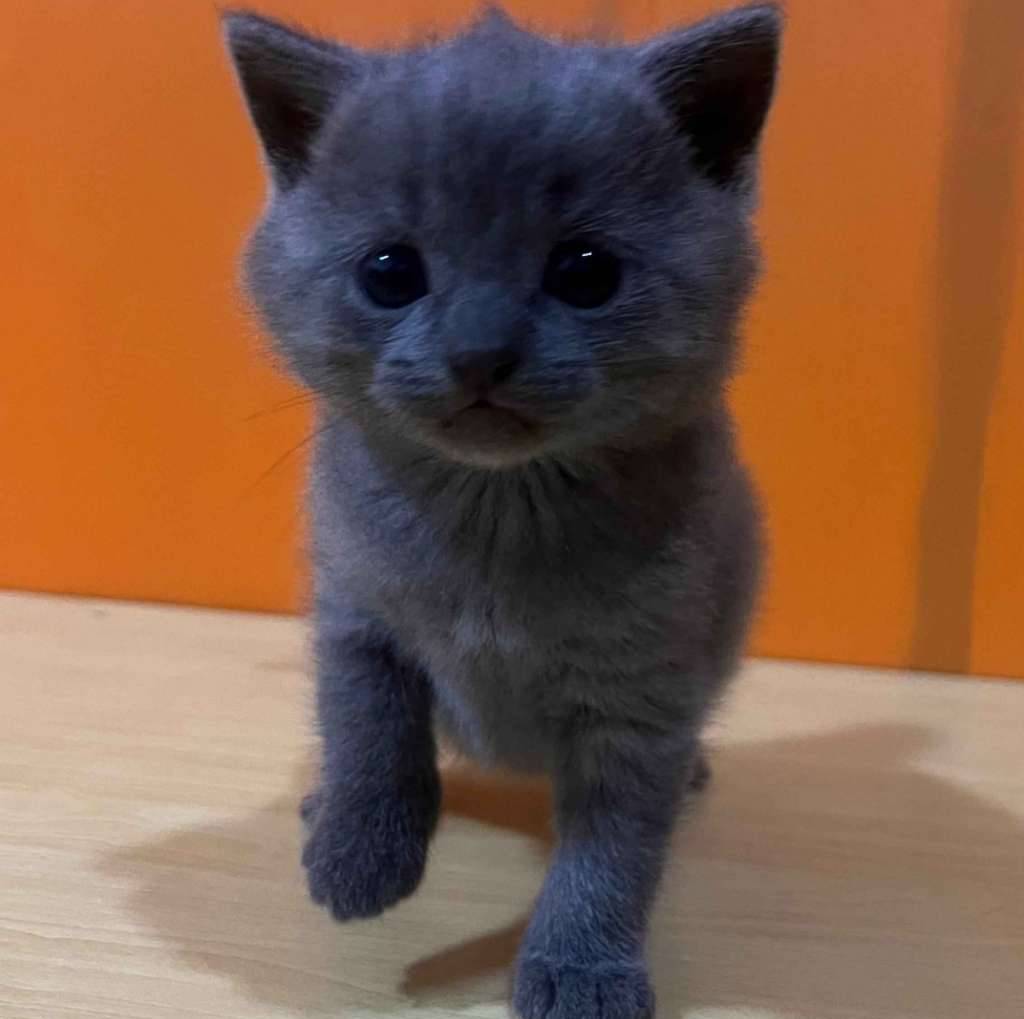 chartreux-kittens-8S9WU0N1A6