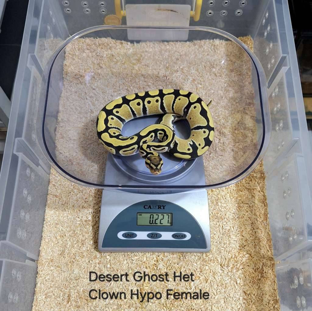 desert-ghost-double-het-hypo-clown-female-QCNRBT4LFD