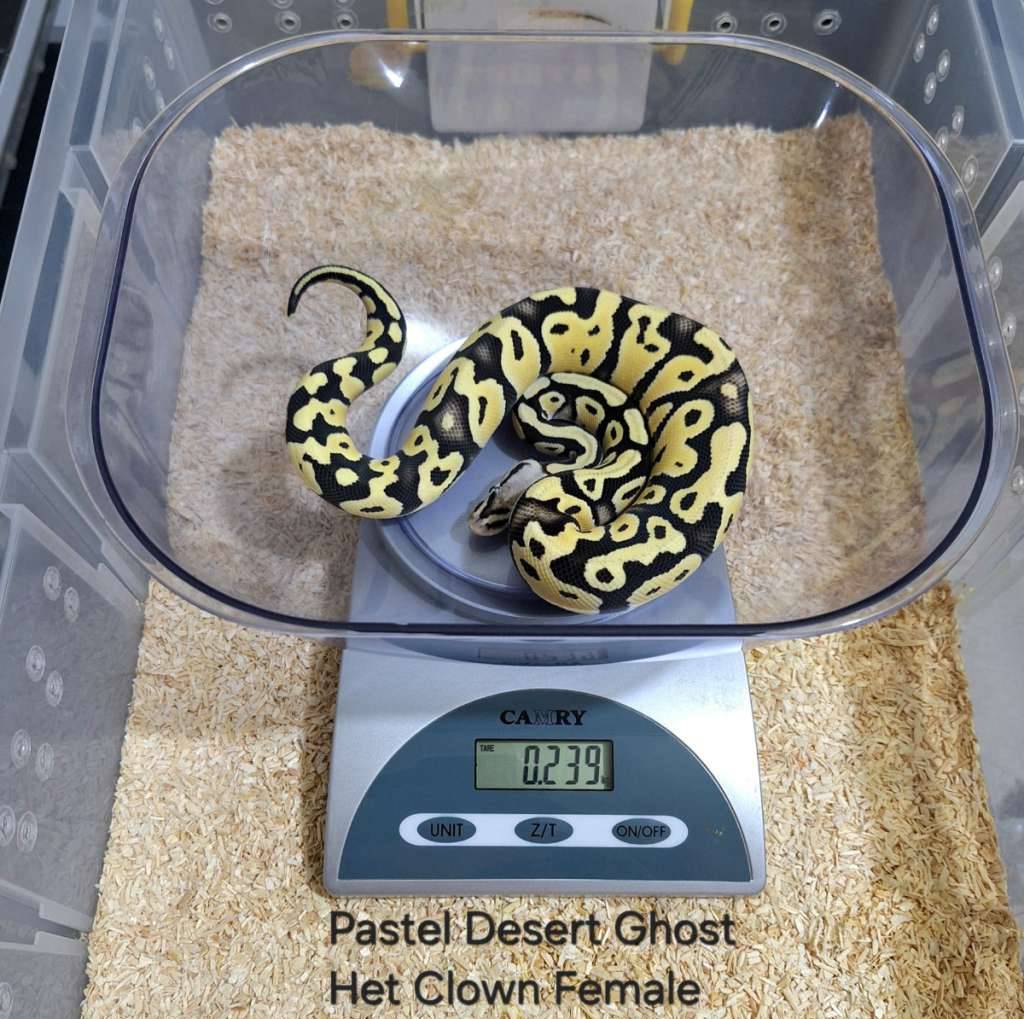 pastel-desert-ghost-het-clown-female-QU7ABDDWM3