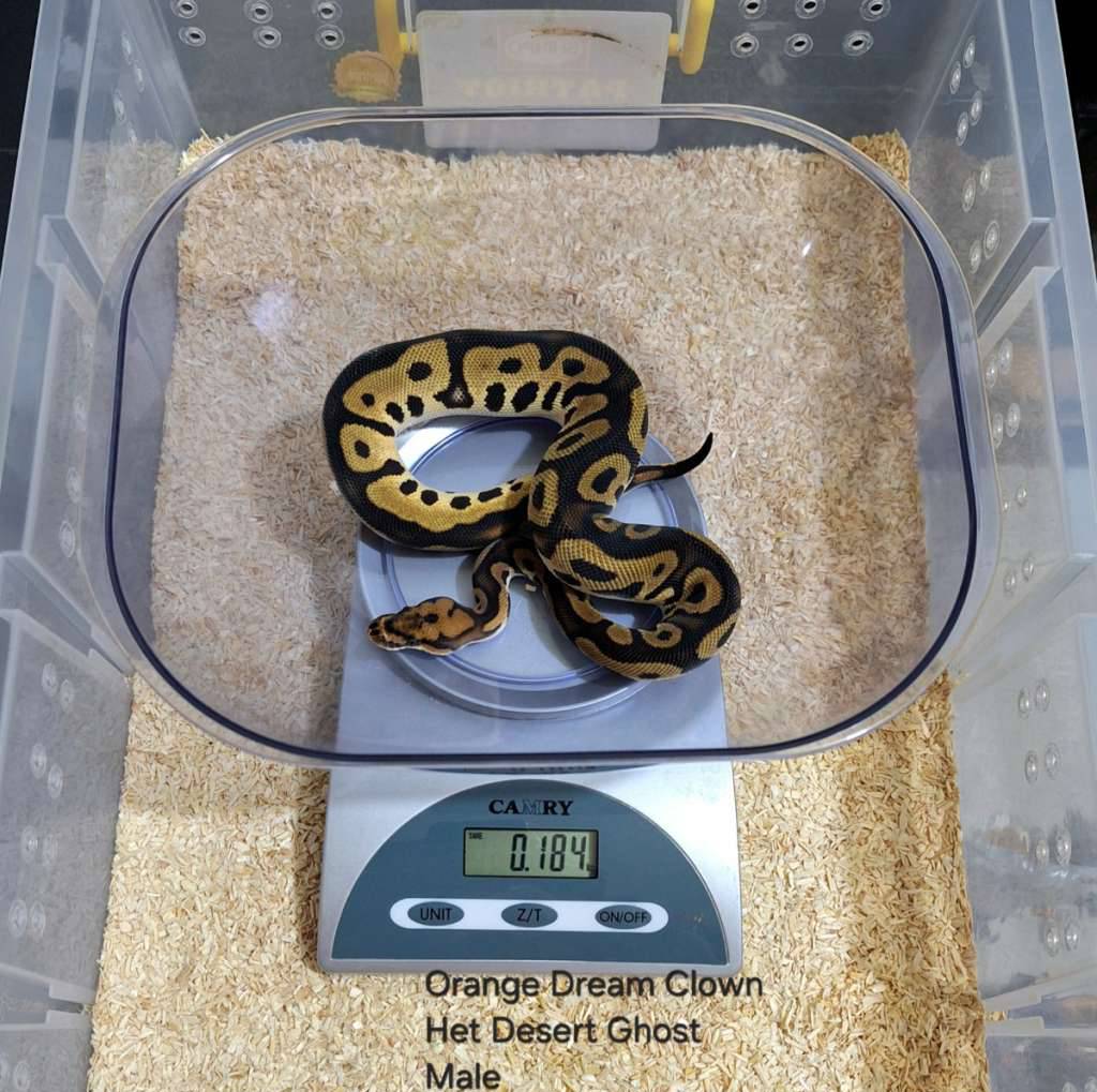 orange-dream-clown-het-desert-ghost-H7AD17J3GH