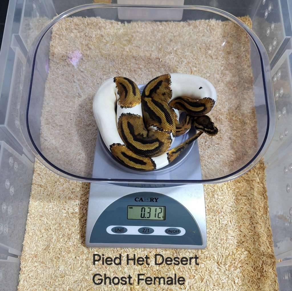 pied-het-desert-ghost-female-IBUCYZSO9U