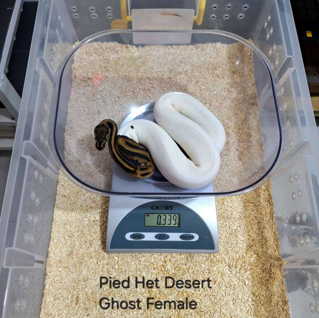 pied-het-desert-ghost-female-AB0KJWOXUE
