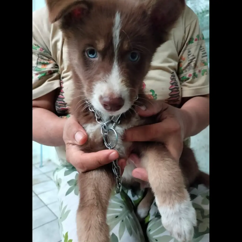 jual-turunan-husky-dan-lokal-moka-1LTSP0HV9S