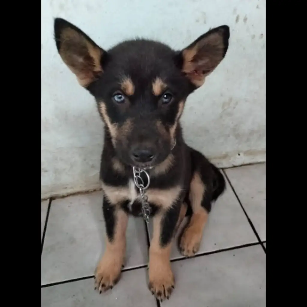 turunan-husky-dan-lokal-bleki-12LA7VCZLJ