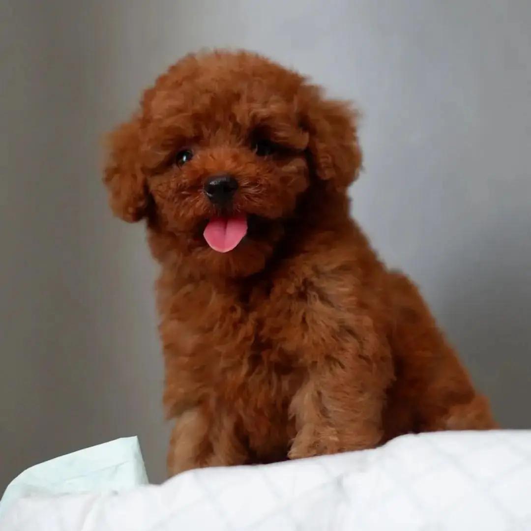 di-jual-anjing-red-toy-poodle-rp-450000-MNNR2J3NNW