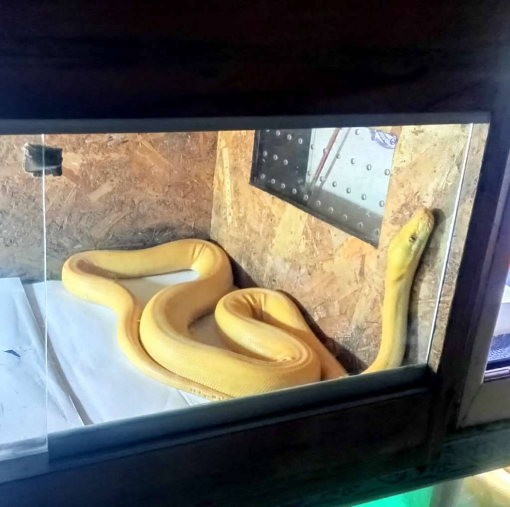 reticulatus-gc-lavender-YLRDJYPXC0