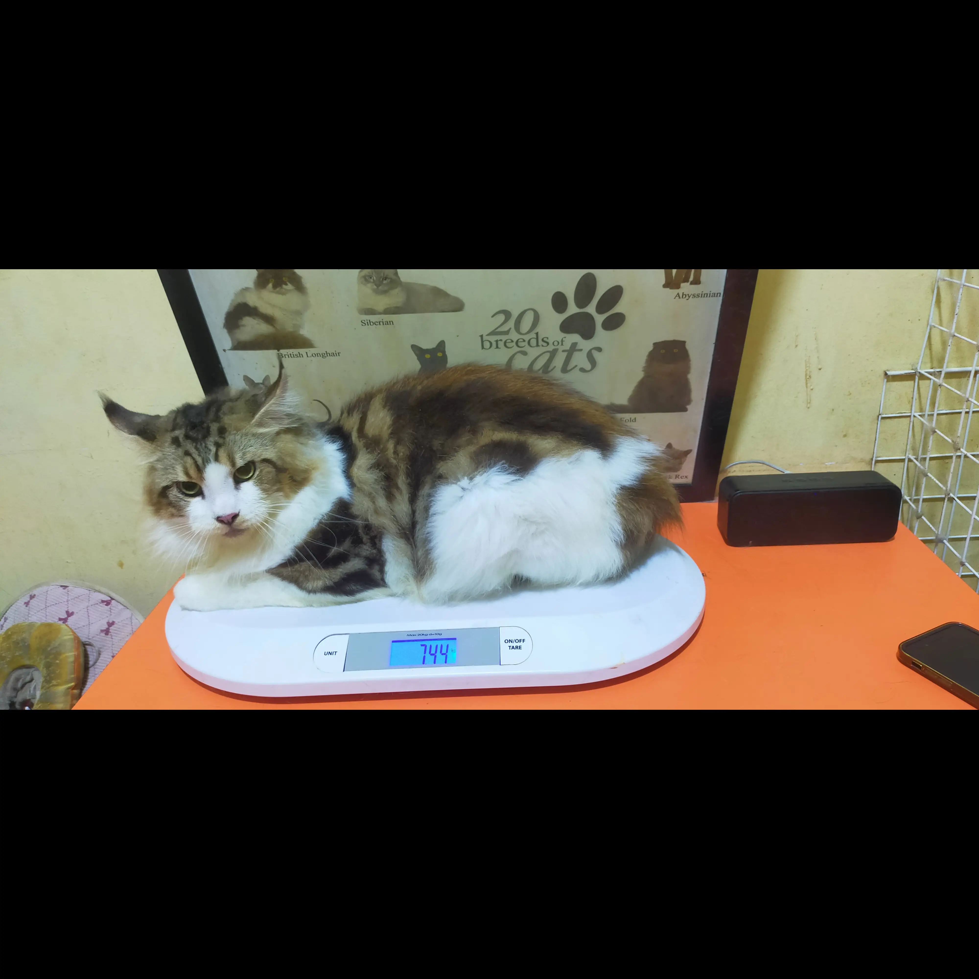 adopsi-maine-coon--FJGPO5ETPV