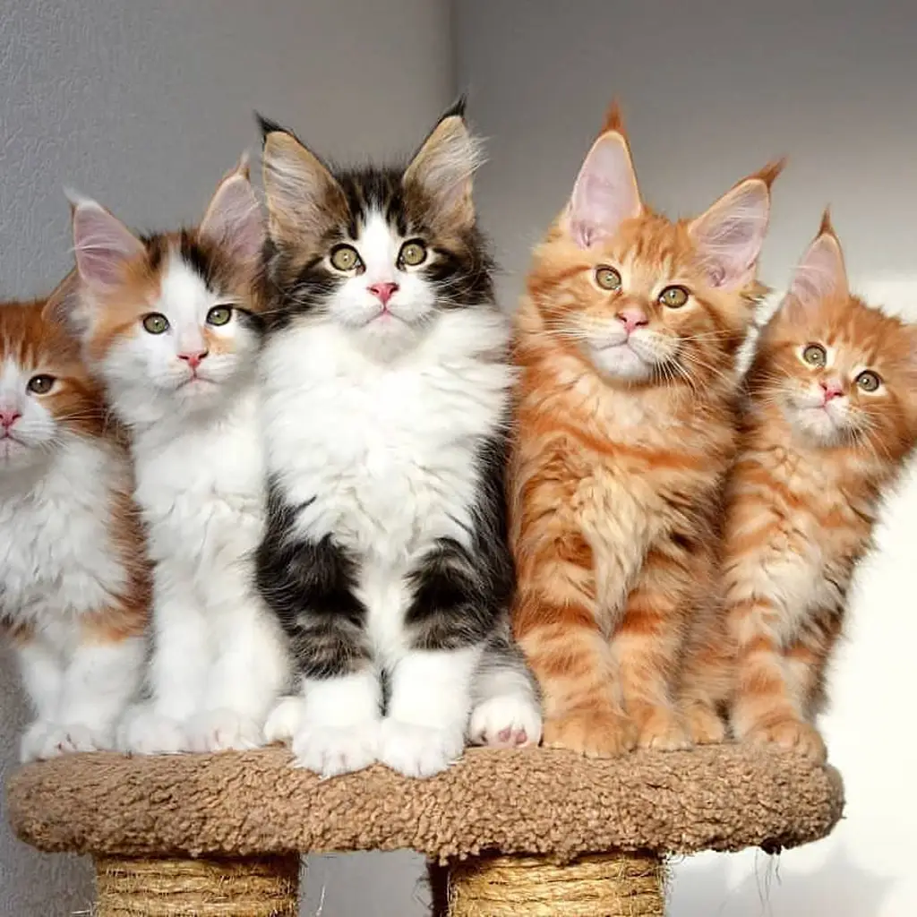 di-jual-kucing-mainecoon-rp-350000-ZFINGLKV6T