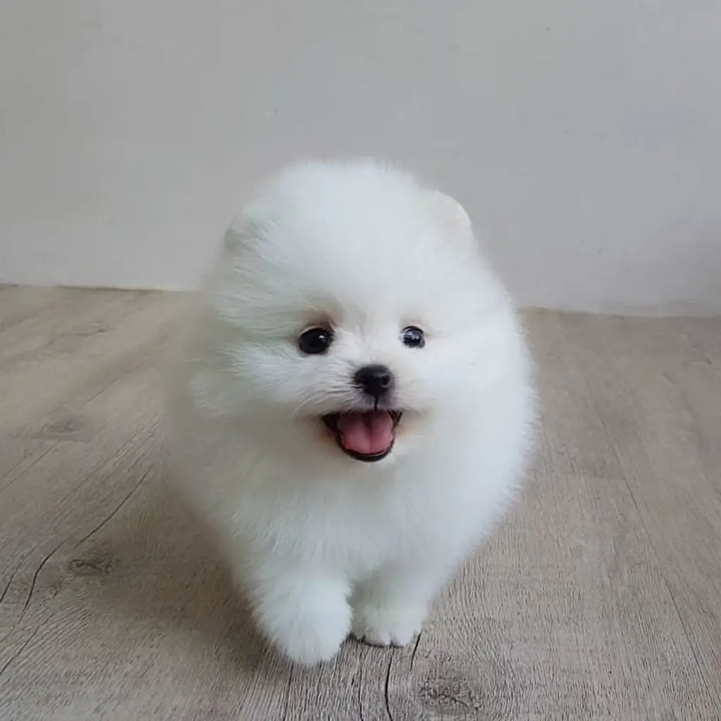 di-jual-anjing-super-mini-pom-rp-450000-RI5LXFFEHS