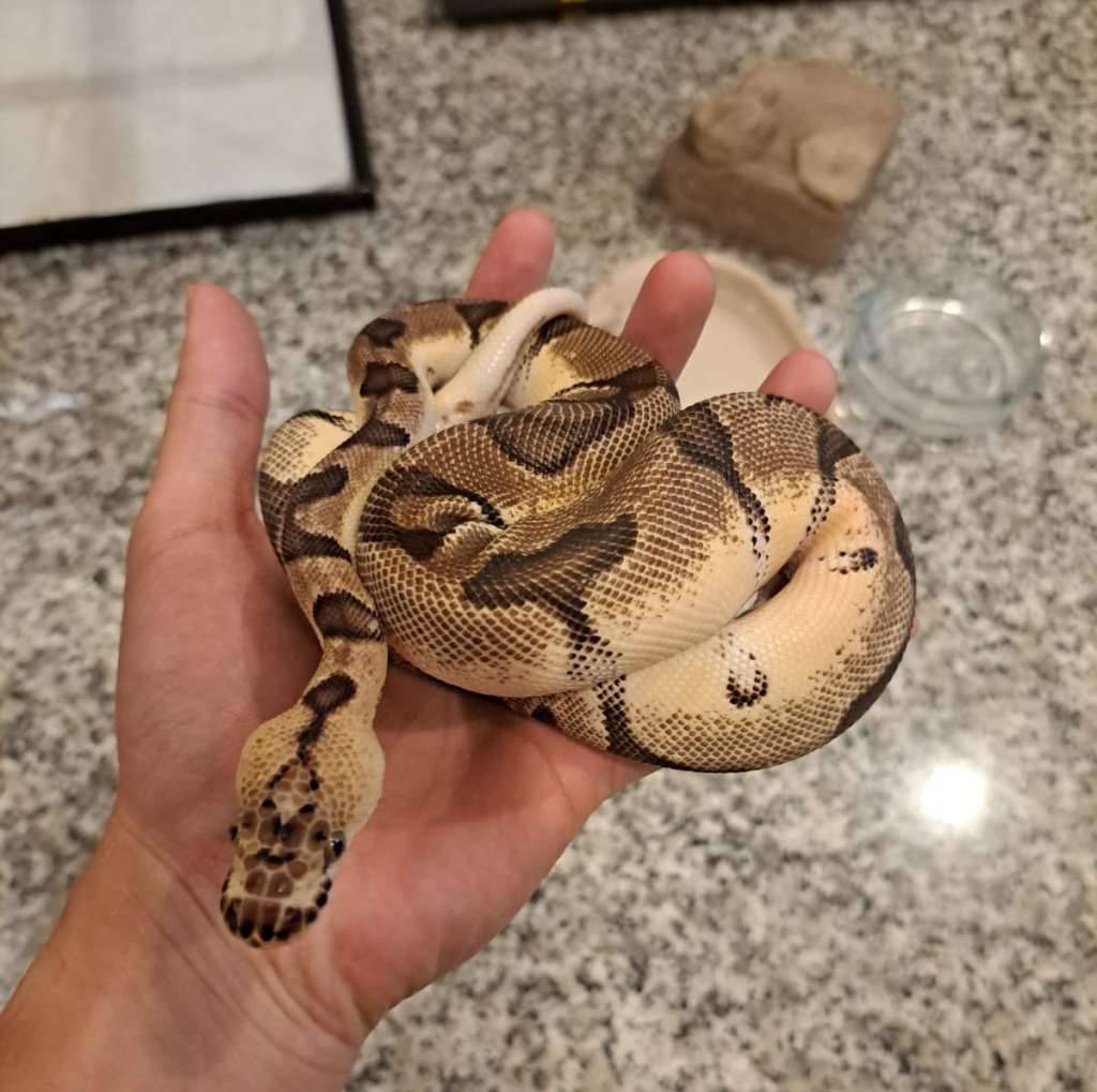 m-pastel-enchi-clown-ball-python-bp-GH2VTHY0N6
