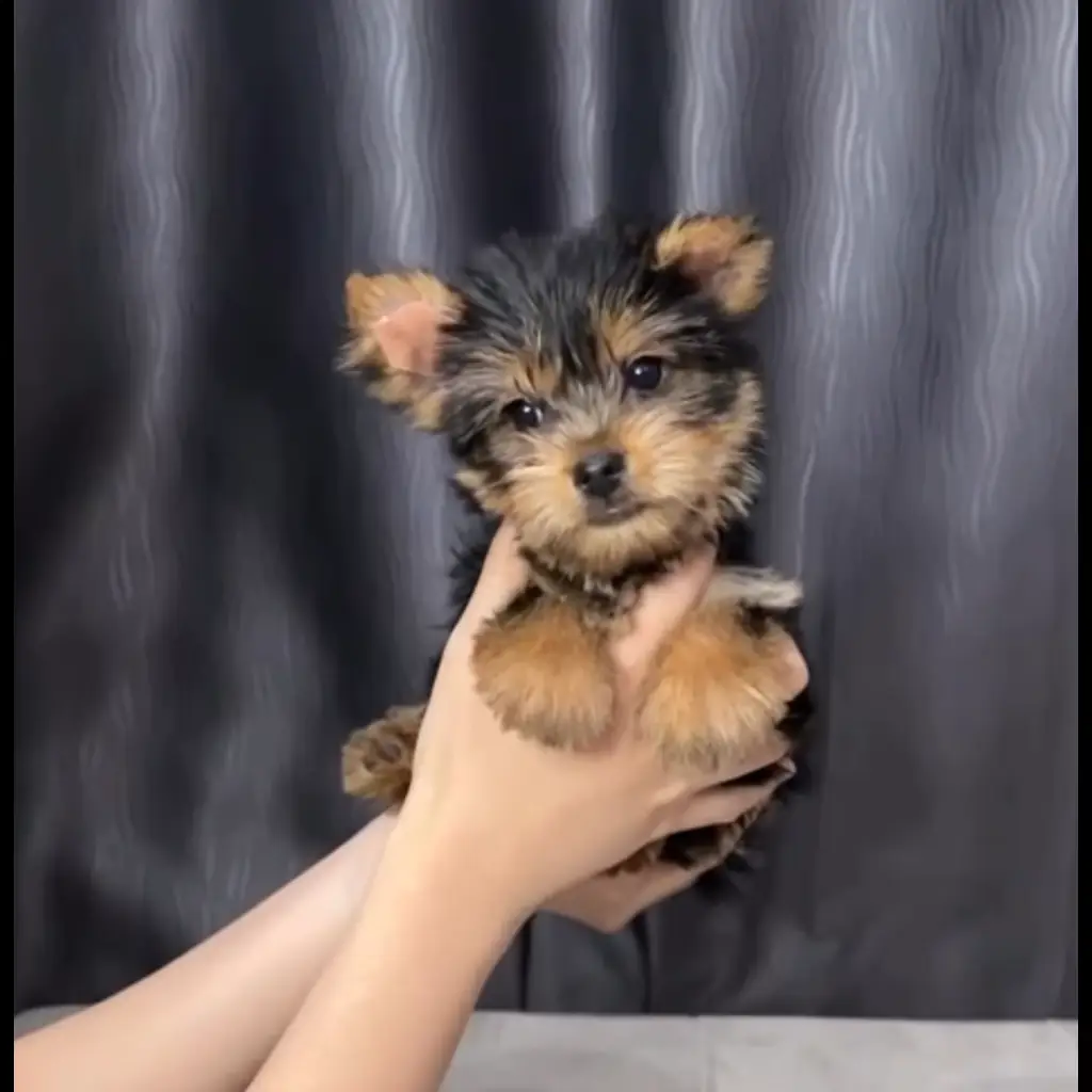 jual-yorkie-female-LN9GEW46B5