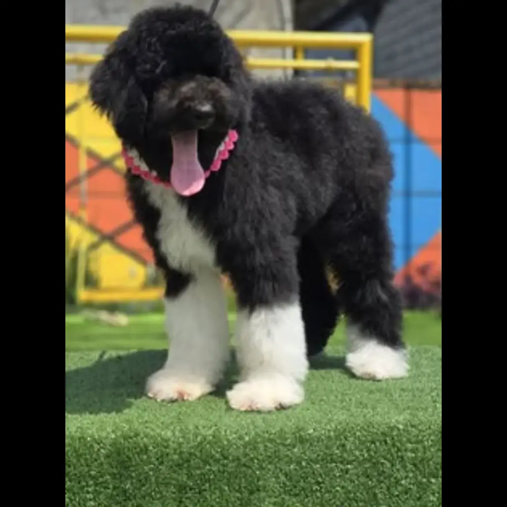 jual-giant-poodle-female-ZUBF2VQ9E4