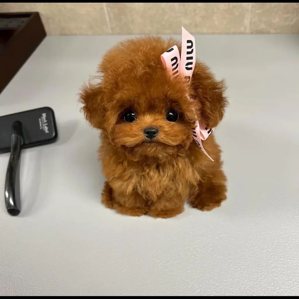 jual-poodle-choco-T6VMQAEA6T
