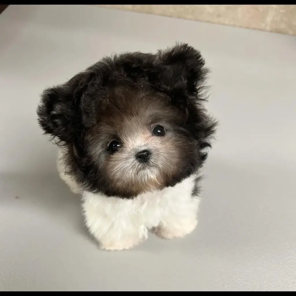 jual-poodle-black-white-VTXJTBWYYK
