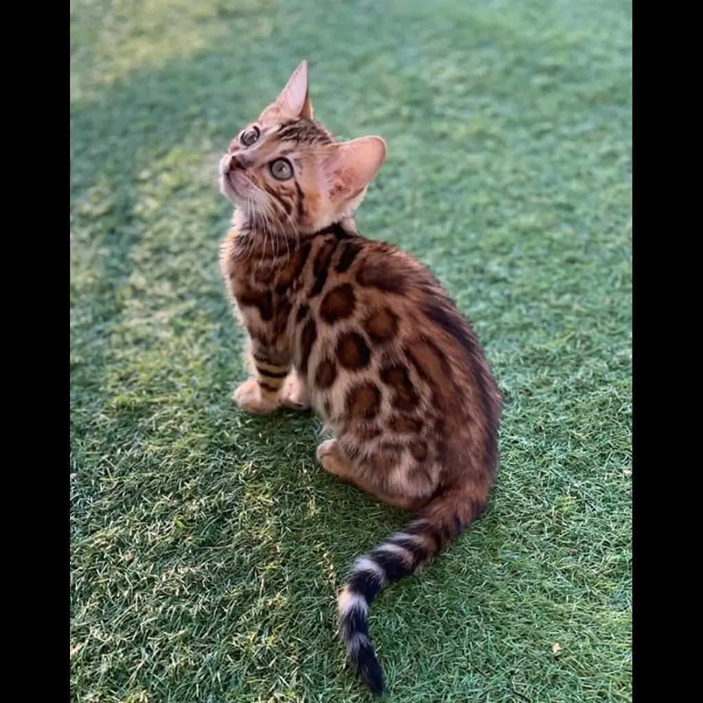 di-jual-kucing-bengal-rp-350000-9J9SRJ5OZ7