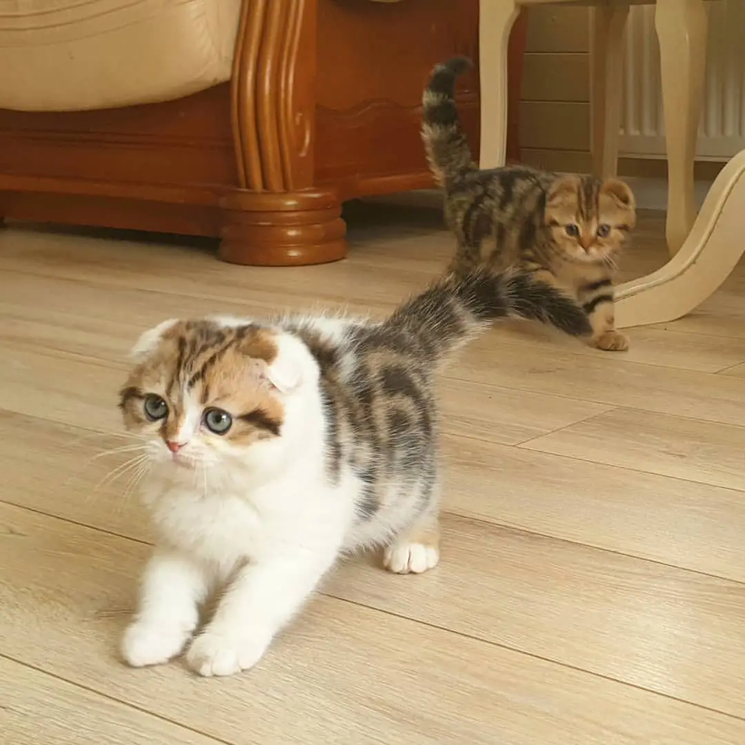 di-jual-kucing-scottish-fold-rp-350000-W3P7Q542MO