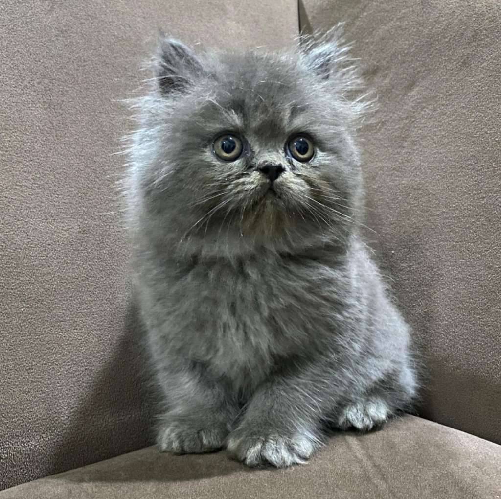 anak-kucing-british-short-hair-betina-3IK5QZKCVY