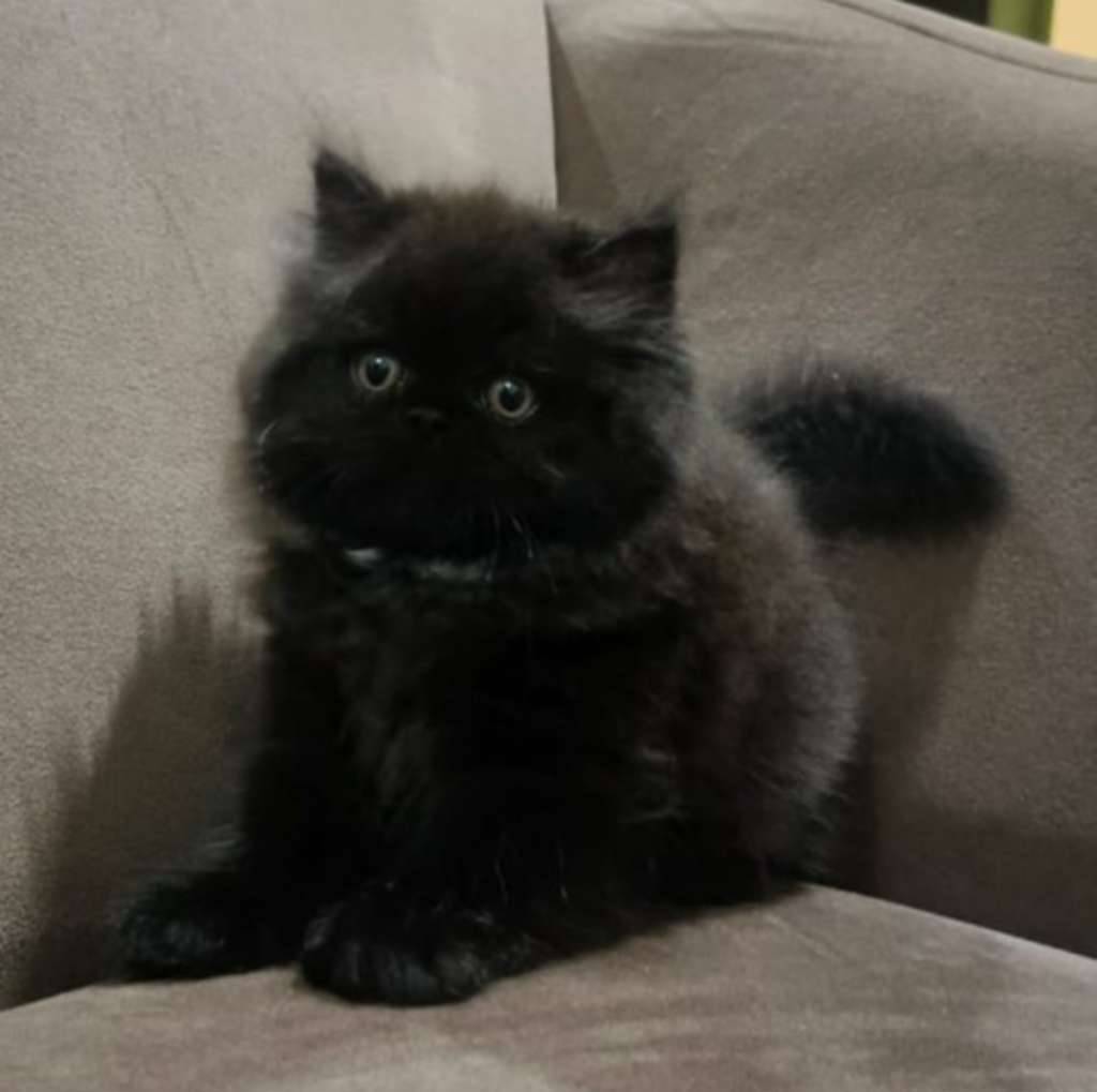 anak-kucing-bsh-betina-M3QM1I002C