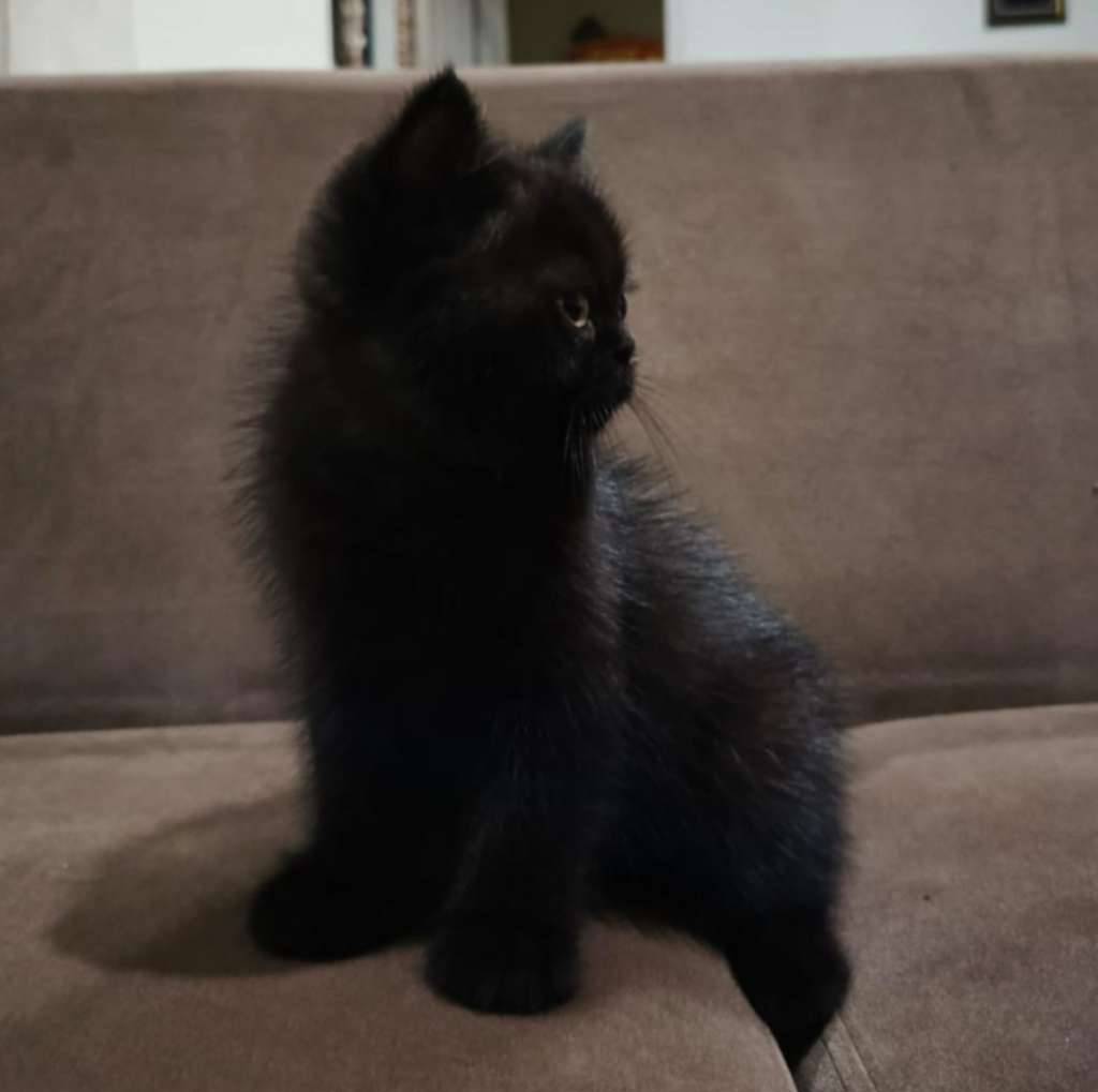anak-kucing-bsh-blackahorthair-betina-Y3KTQLB8G3