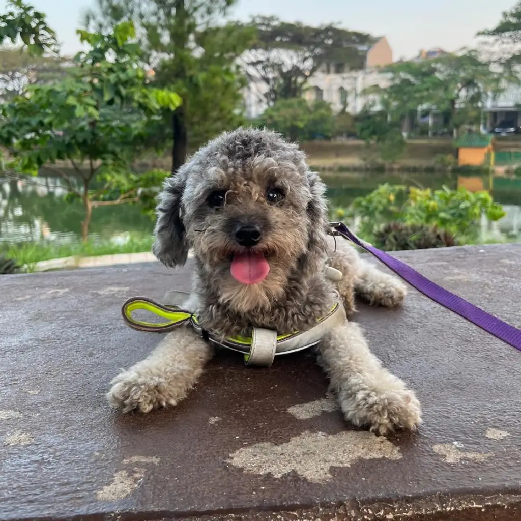 adopsi-grey-toy-poodle-stambum-microchip-6B3D7N5TUC