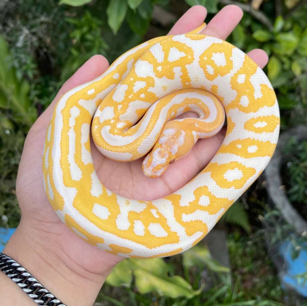 leopard-lavender-50-het-clown-VFNYP7JLR0