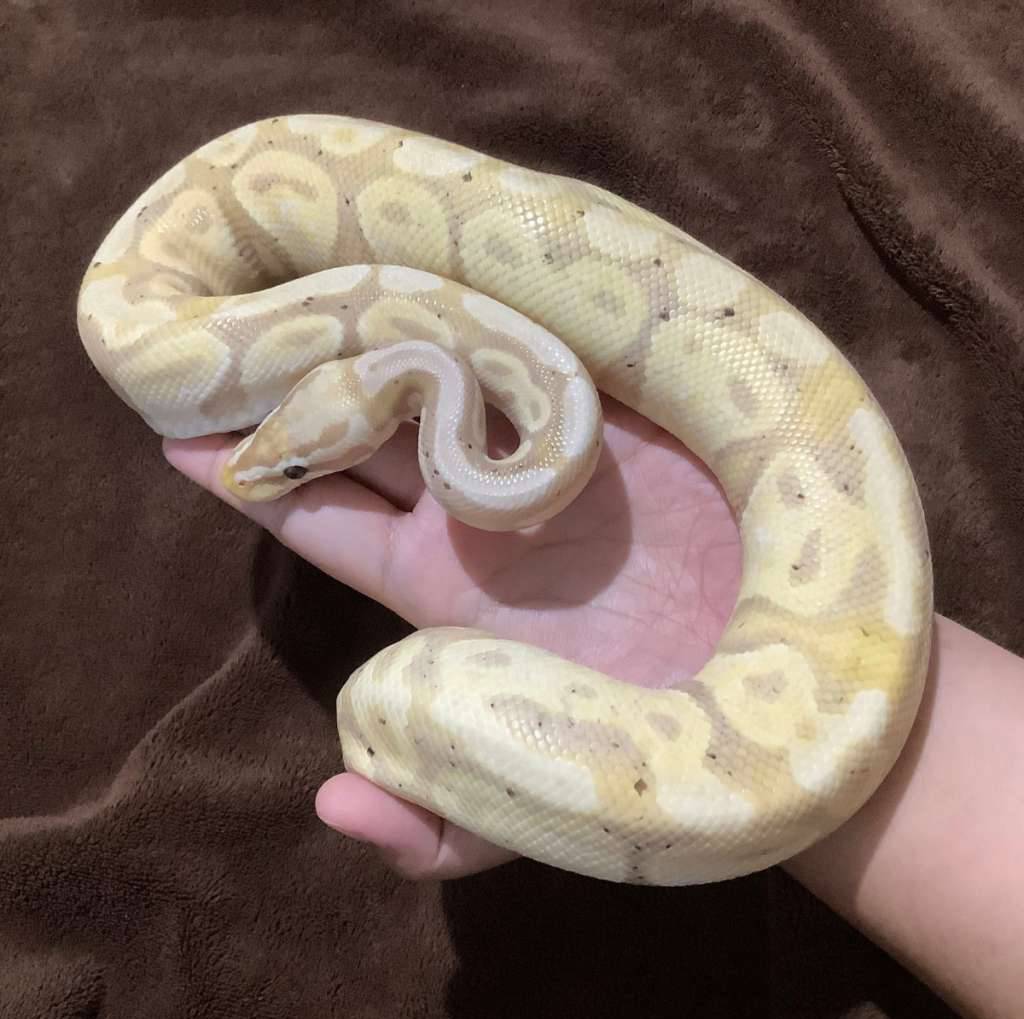 ballpython-banana-pastel-IGHS7GSVHO