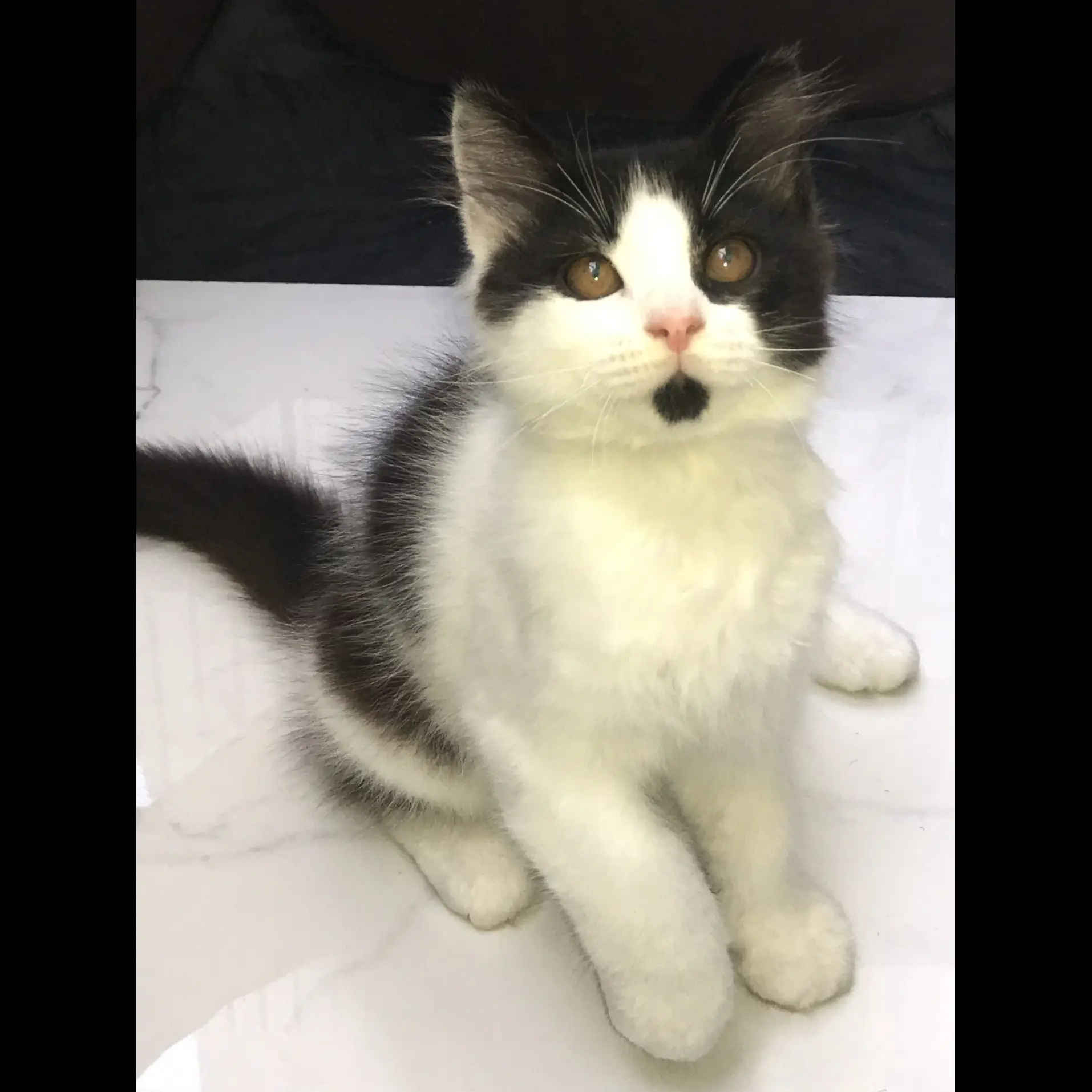 open-adopsi-kucing-jantan-non-ped-lokasi-ancolsunter-UH1J7MGOPD