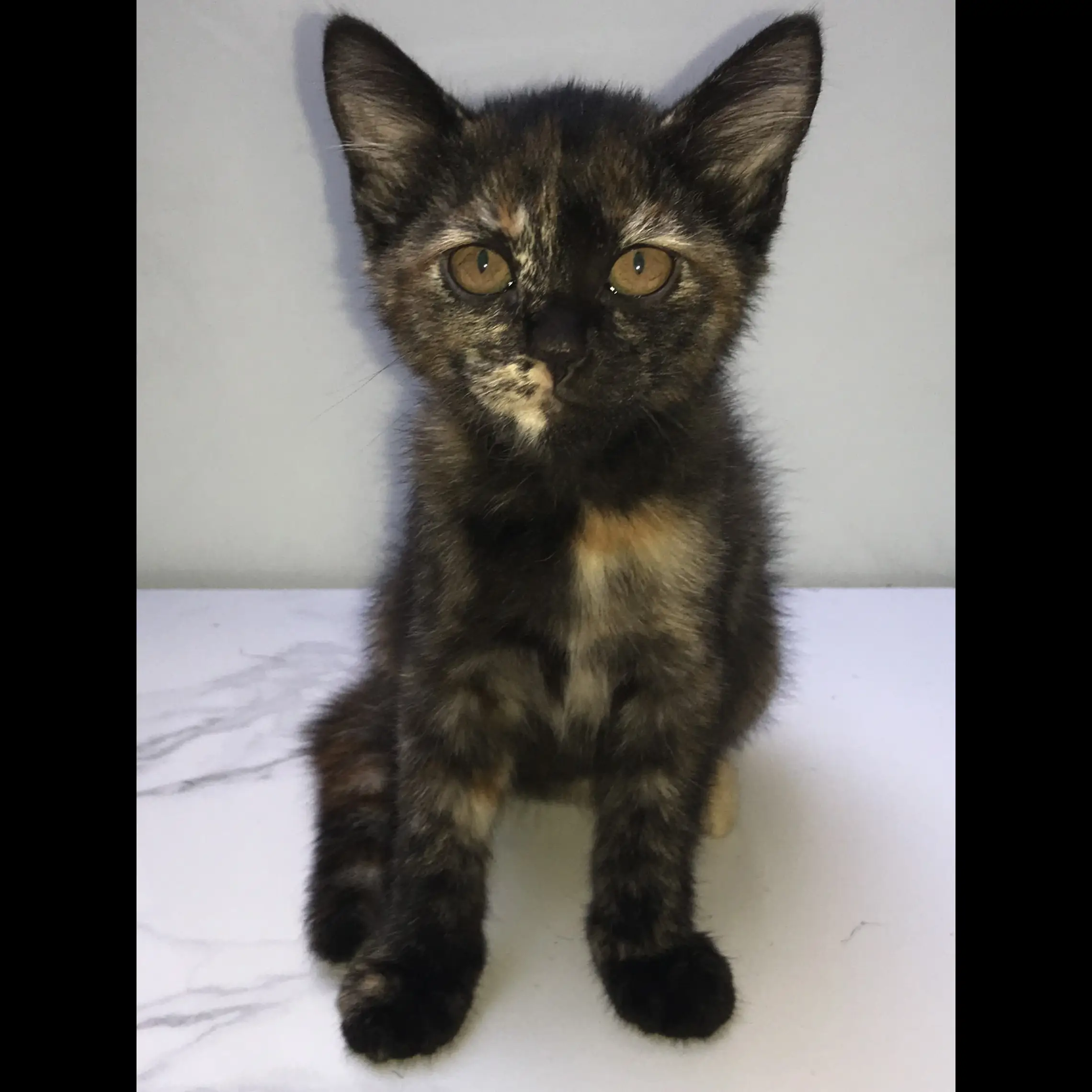 open-adopsi-kucing-betina-non-ped-lokasi-ancolsunter-TW7C3KV9S5