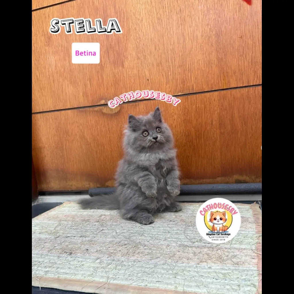 jual-kitten-mix-norwegian-bigbone-stella-LD07XIIFZX