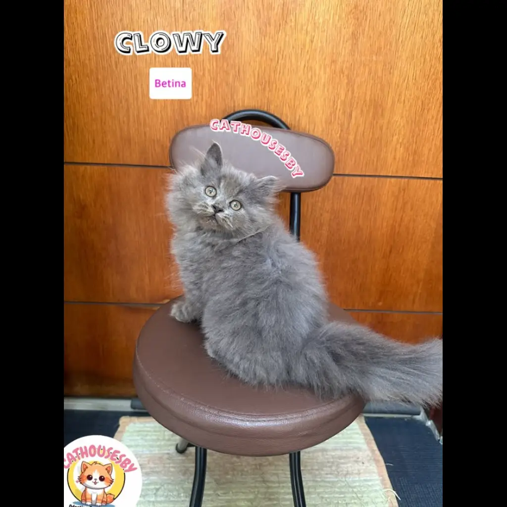 jual-kitten-mix-norwegian-bigbone-clowy-MVD2SJLIGQ