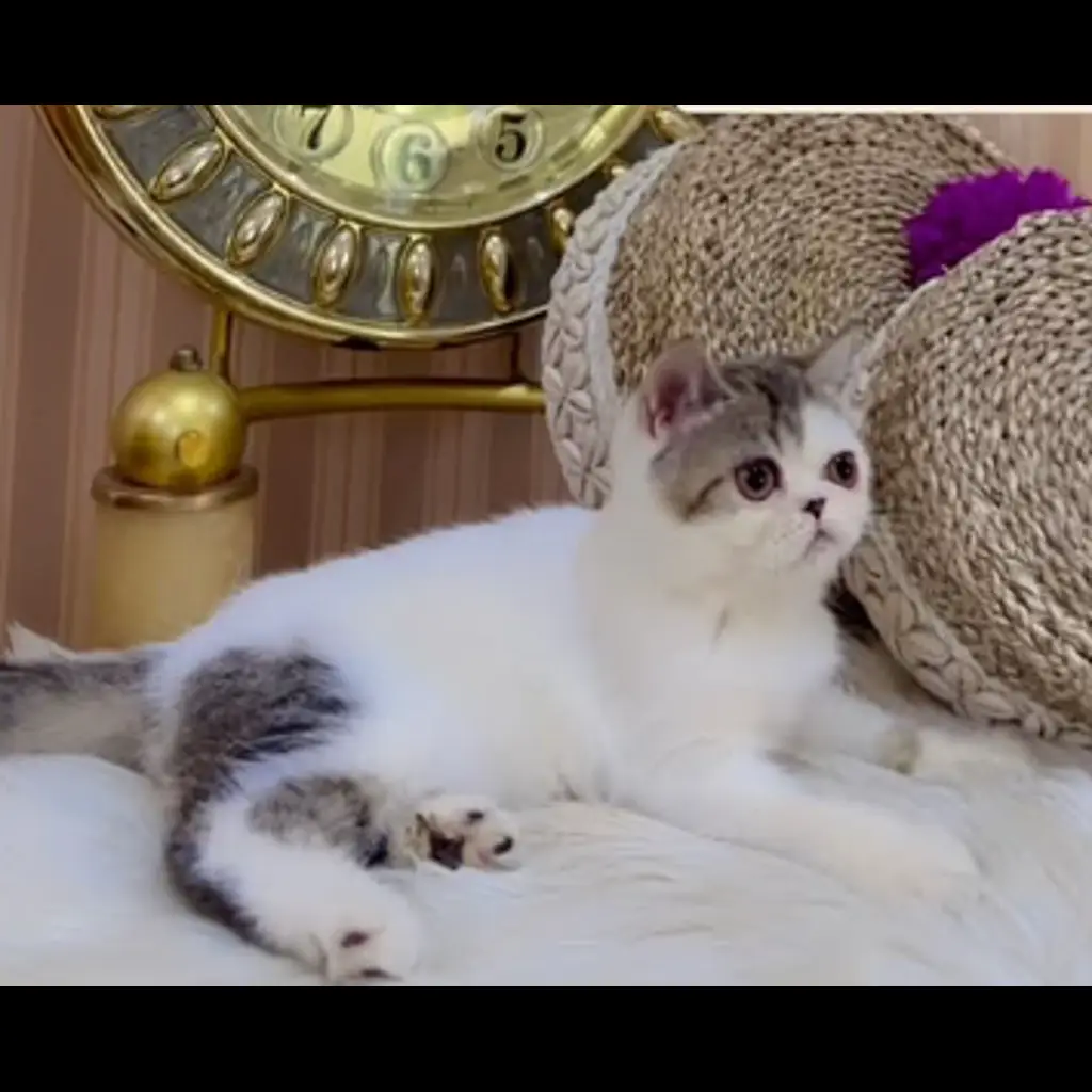 jual-peaknose-betina-3-bln-EUANNRSIJ1