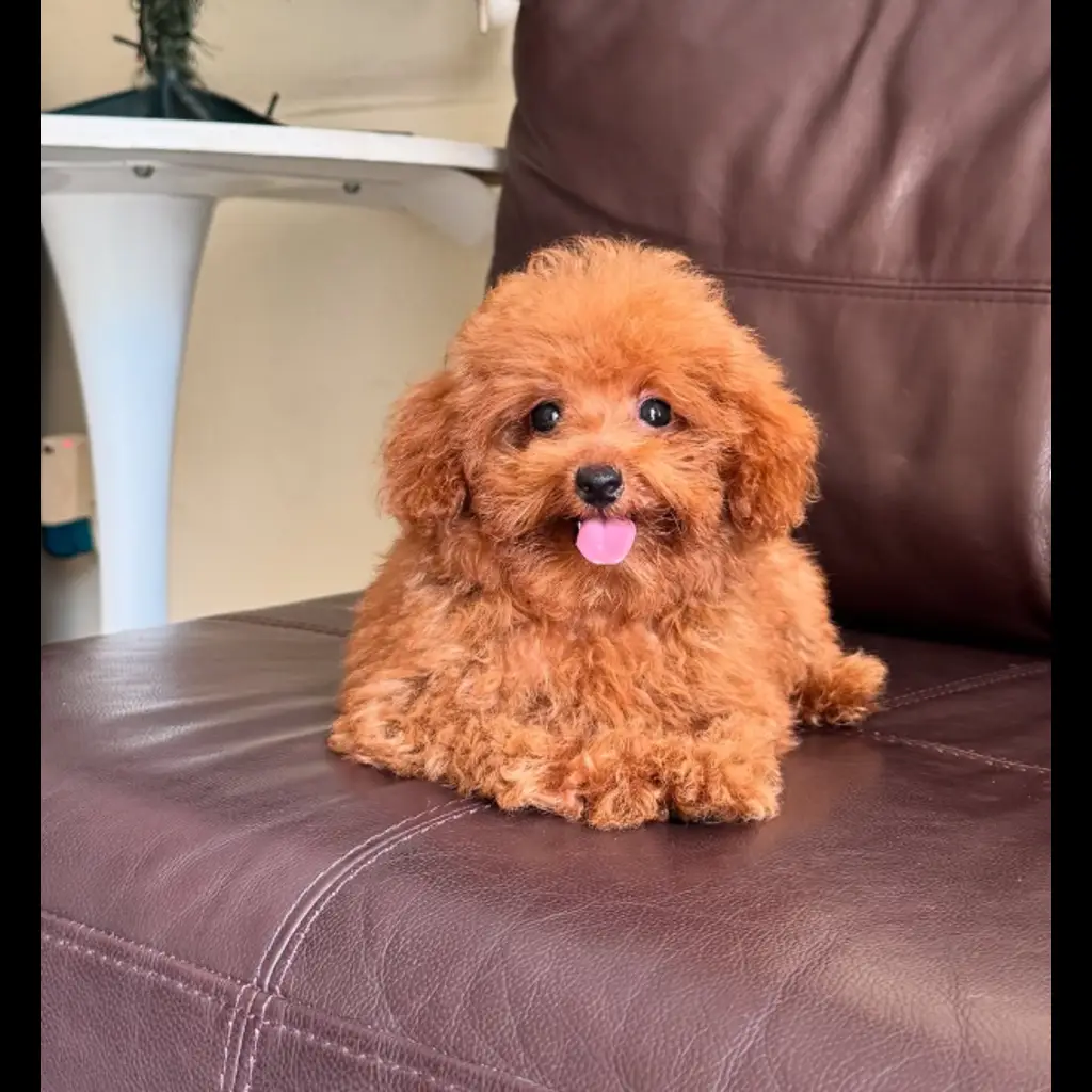 jual-toy-poodle-molly-JRD3WGYAQ6