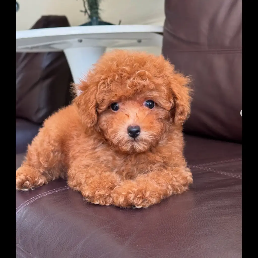 jual-tiny-poodle-max-7U2PNVG6TV