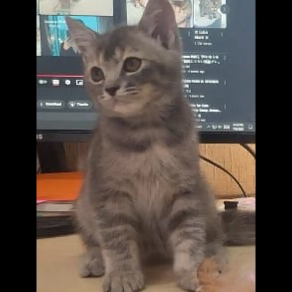 open-adopsi-kucing-betina-non-ped-lokasi-ancolsunter-JHKA0MNS50