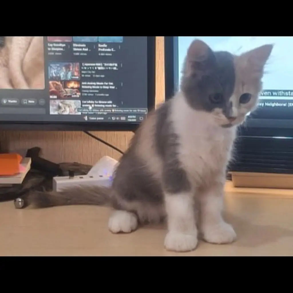 open-adopsi-kucing-betina-non-ped-lokasi-ancolsunter-6IQXDBMOBP