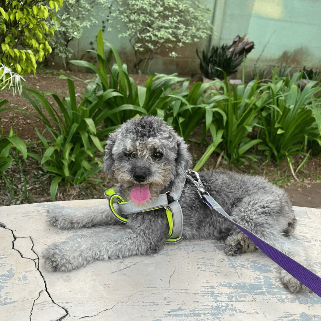 silver-toy-poodle-stambum-rp2juta-67R2LDGRSB