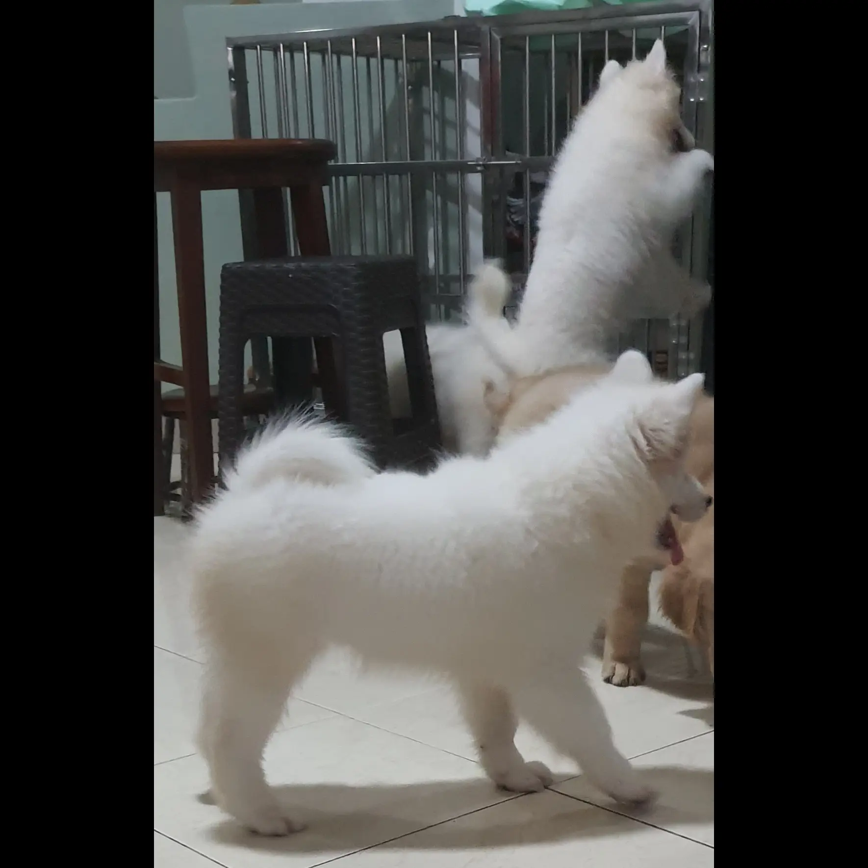samoyed-sepasang-sehat-lucu-DRUNLT3TYR