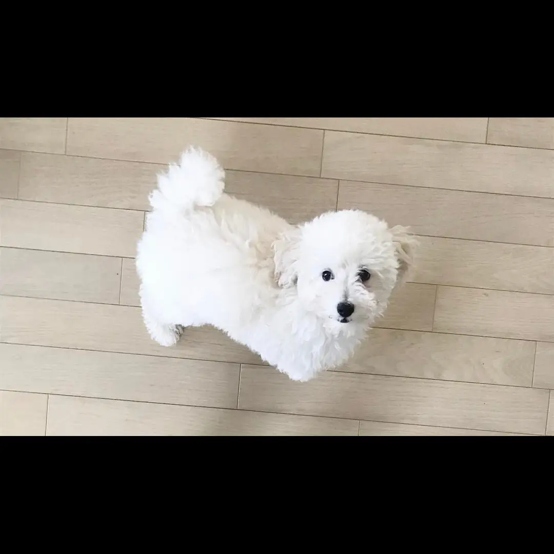 di-jual-toy-poodle-rp-450000-AOCCIEF40F