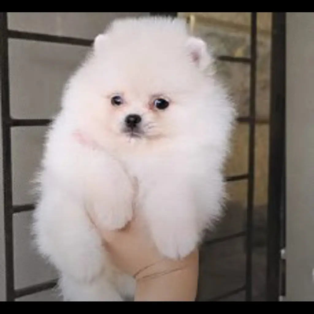 jual-minipom-2-months-AXLR4WIVJB