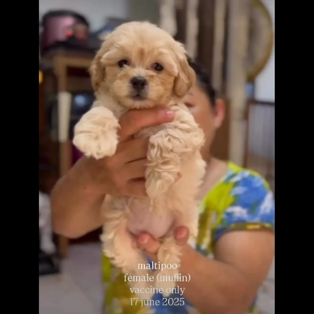 jual-maltipo-female-muffin-6Z4LI2T1IK