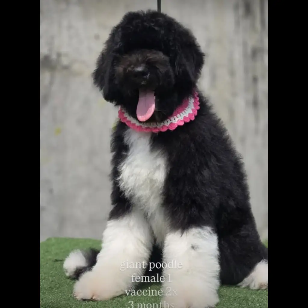 jual-giant-poodle-female-AN7ZEYWJ60